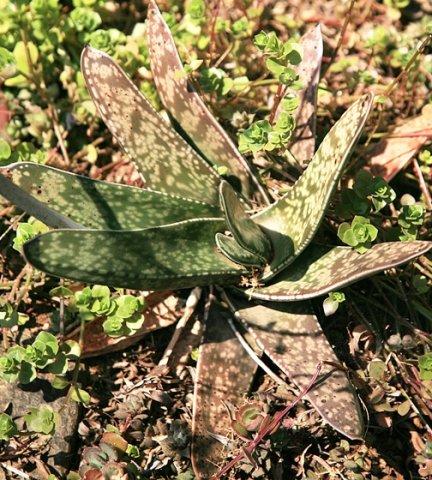 Gasteria bicolor var. liliputana