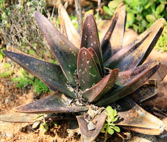 Gasteria excelsa