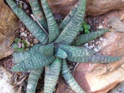Gasteria batesiana in the Walter Sisulu National Botanical Garden