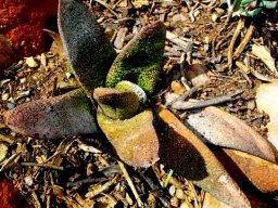 Gasteria batesiana var. batesiana