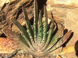 Gasteria bicolor var. bicolor