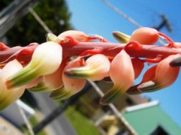 Gasteria bicolor var. bicolor flowers