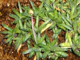 Gasteria bicolor var. liliputana leaves