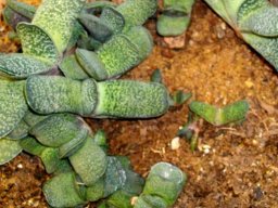 Gasteria brachyphylla var. bayeri