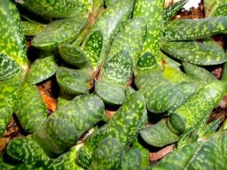 Gasteria brachyphylla var. brachyphylla