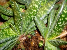 Gasteria brachyphylla var. brachyphylla leaves