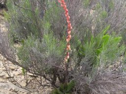 Gasteria brachyphylla var. brachyphylla raceme