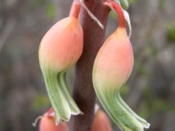 Gasteria brachyphylla var. brachyphylla flowers