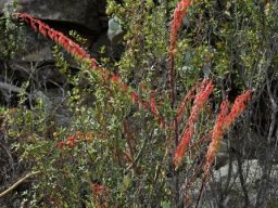 Gasteria brachyphylla var. brachyphylla panicle