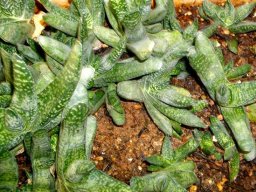 Gasteria carinata var. carinata