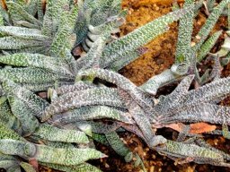 Gasteria carinata var. verrucosa