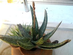 Gasteria croucheri
