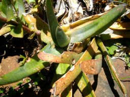 Gasteria croucheri in the Walter Sisulu
