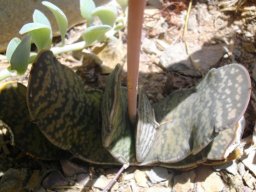Gasteria disticha