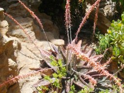 Gasteria excelsa