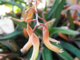 Gasteria pendulifolia