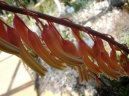 Gasteria pillansii var. pillansii flower