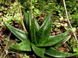 Gasteria polita 