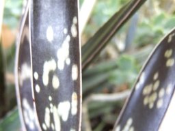 Gasteria pulchra leaves