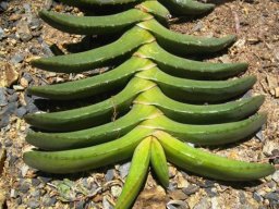 Gasteria rawlinsonii