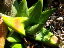 Gasteria tukhelensis