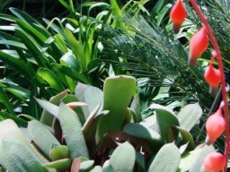 Gasteria species