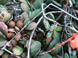 Gasteria glomerata