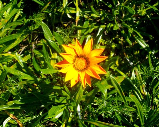 Gazania krebsiana planted in Gauteng
