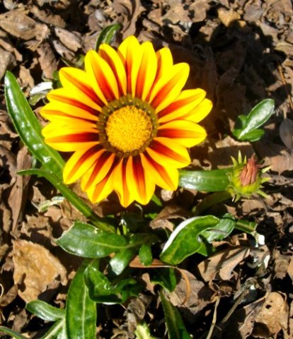 Gazania krebsiana banded ray florets