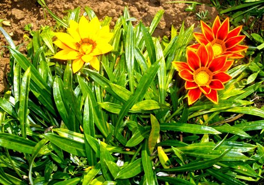 Gazania krebsiana with flair