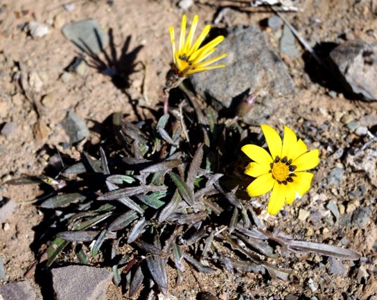 Gazania krebsiana, dark-leaved in the Karoo