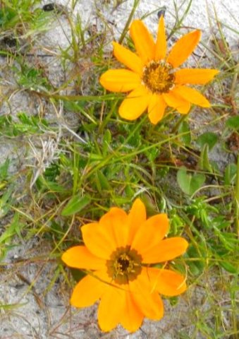 Gazania krebsiana, also a dune dweller