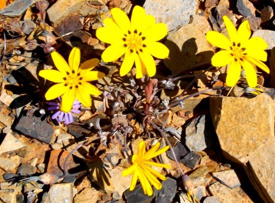 Gazania lichtensteinii
