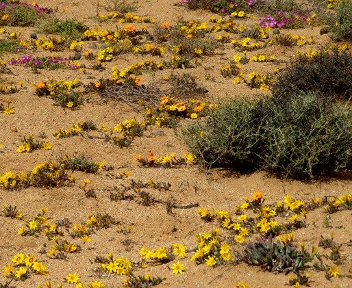 Gazania lichtensteinii in numbers