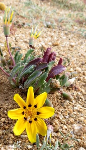 Gazania lichtensteinii without a little help from its friends