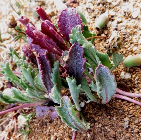 Gazania lichtensteinii leaves