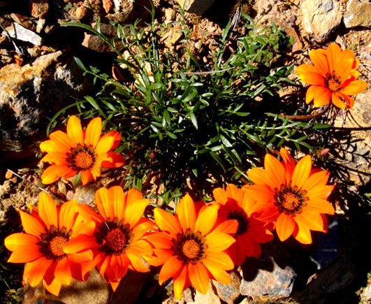 Gazania pectinata curving flower stalks