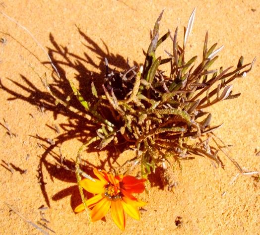 Gazania pectinata