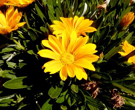 Gazania rigens var. uniflora