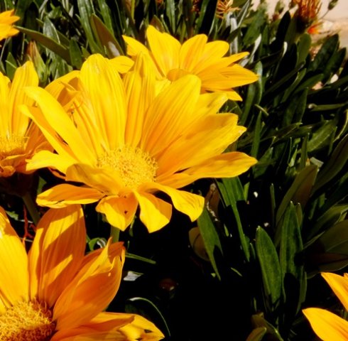 Gazania rigens var. uniflora flowerheads and leaves