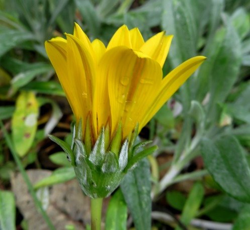 Gazania rigens var. leucolaena flowerhead from the side
