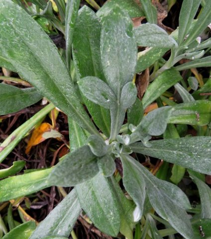Gazania rigens var. leucolaena leaves