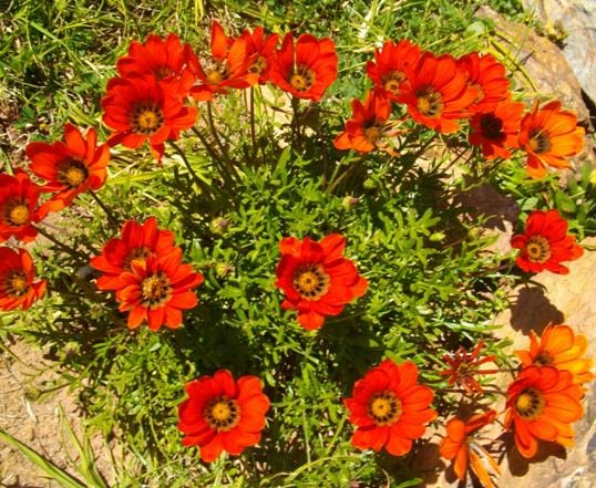 Gazania rigida