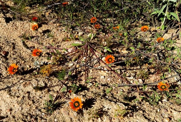 Gazania tenuifolia 