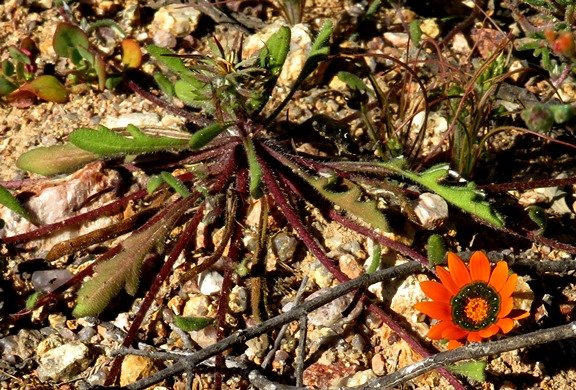 Gazania tenuifolia leaves