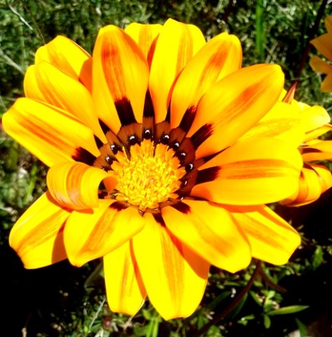 Gazania krebsiana, look again!