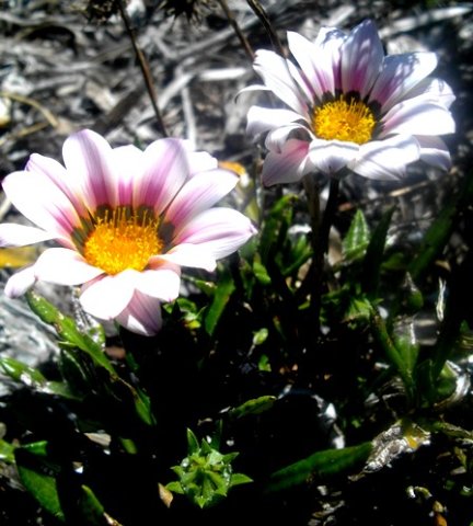 Gazania hybrid