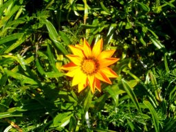 Gazania krebsiana planted in Gauteng