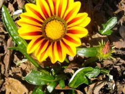 Gazania krebsiana banded ray florets