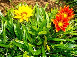 Gazania krebsiana with flair